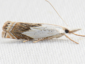 Crambus albellus