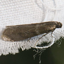 Myelopsis davidi