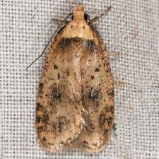 Agonopterix canadensis