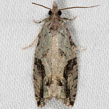 Epinotia fumoviridana