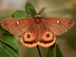 Calosaturnia mendocino