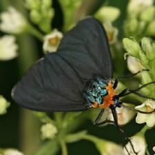 Ctenucha virginica