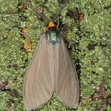 Ctenucha virginica