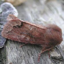 Orthosia garmani