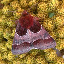 Schinia arcigera