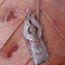 Acleris maculidorsana