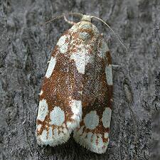 Argyrotaenia alisellana