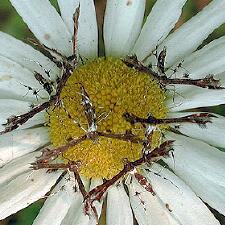 Geina tenuidactylus