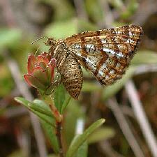 Macaria truncataria