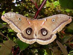 Antheraea polyphemus