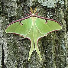 Actias luna