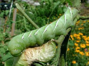 Manduca sexta