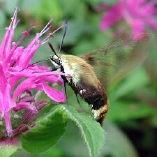 Hemaris diffinis