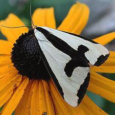 Haploa clymene