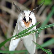 Spilosoma congrua