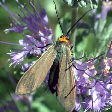 Cisseps fulvicollis