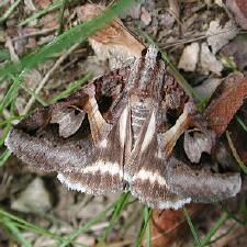 Drasteria grandirena