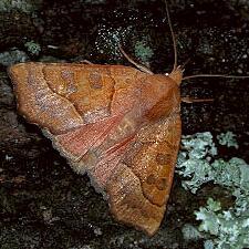 Eucirroedia pampina