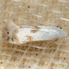 Opostegoides scioterma