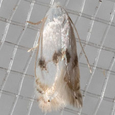 Opostegoides scioterma