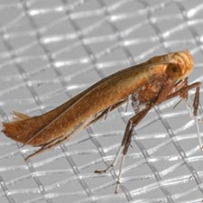 Caloptilia nondeterminata