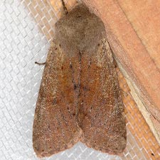 Orthosia pacifica