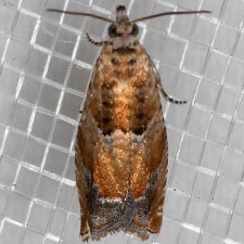 Epinotia terracoctana