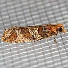 Epinotia sagittana