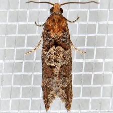 Epinotia sagittana