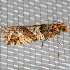 Epinotia sagittana