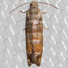 Epinotia wrighti