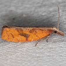 Epinotia seorsa