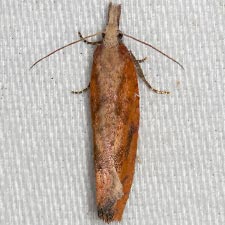 Epinotia seorsa