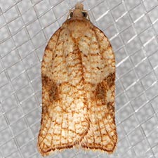 Acleris santacrucis