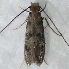 Phereoeca uterella