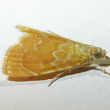 Glaphyria glaphyralis