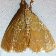 Glaphyria glaphyralis