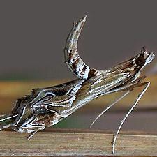 Lineodes fontella