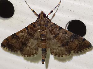 Apogeshna acestealis