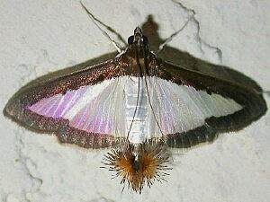 Diaphania hyalinata