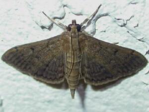 Herpetogramma phaeopteralis