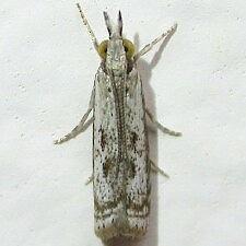 Microcrambus elegans