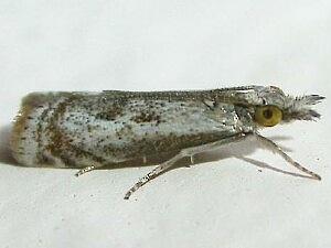 Microcrambus elegans