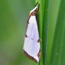 Argyria lacteella