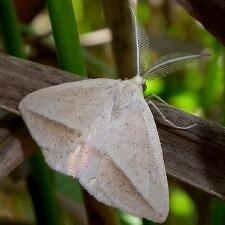 Lychnosea intermicata