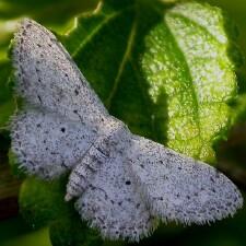 Idaea ostentaria