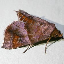 Cecharismena nectarea