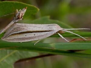 Doryodes bistrialis