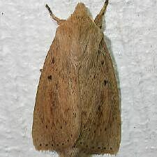 Globia oblonga