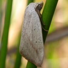 Amolita obliqua